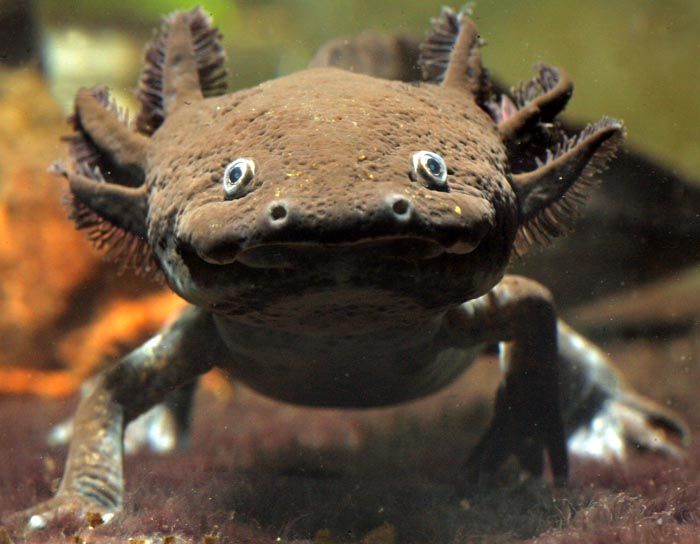 axolotl