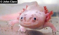 axolotl1
